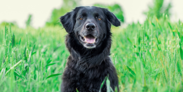 Você sabia que seu pet precisa de alguns cuidados básicos?