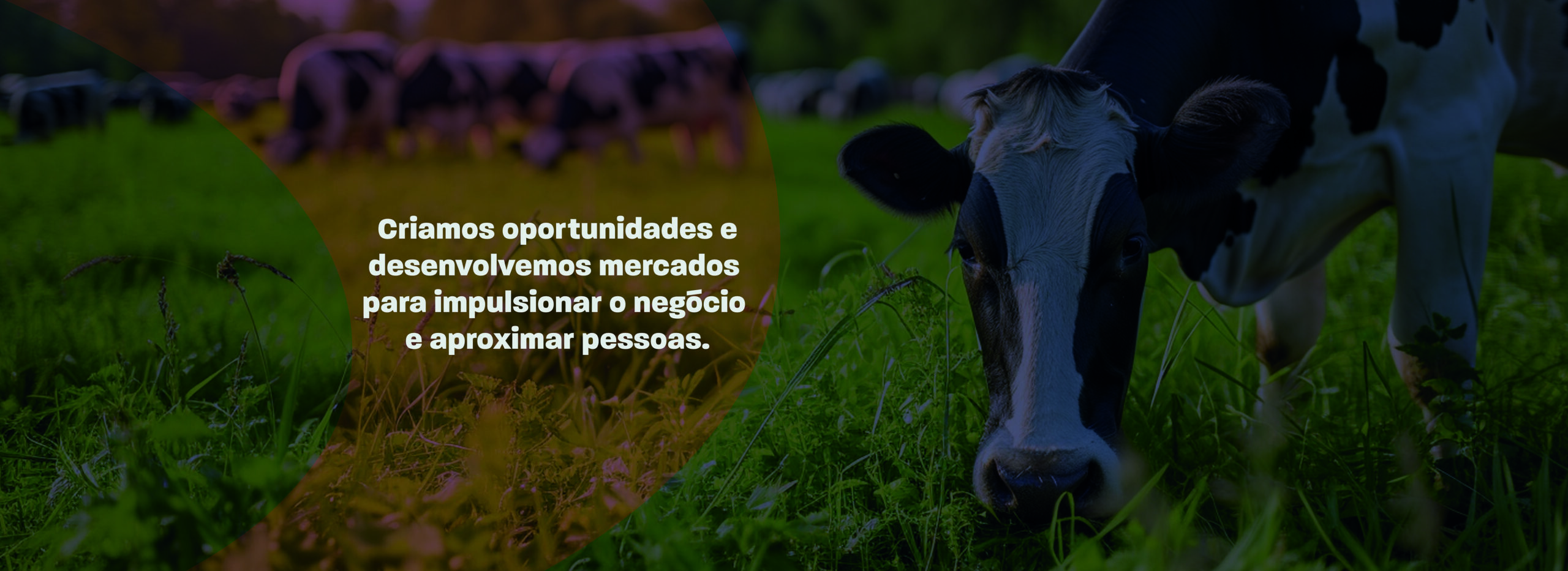 Criamos oportunidades